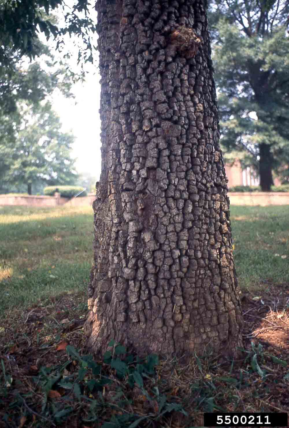 Common persimmon bark on trunk