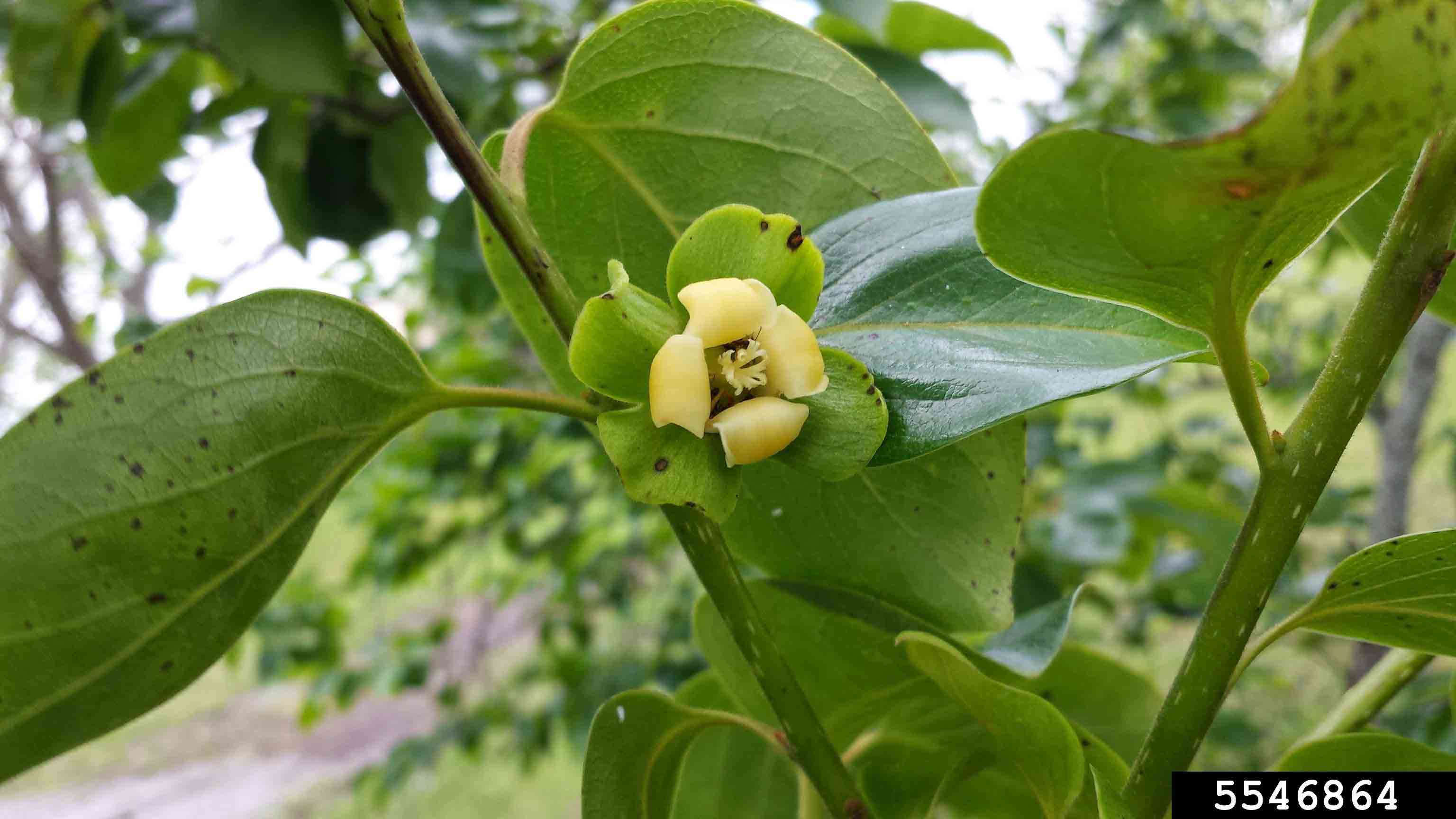 Common persimmon flower