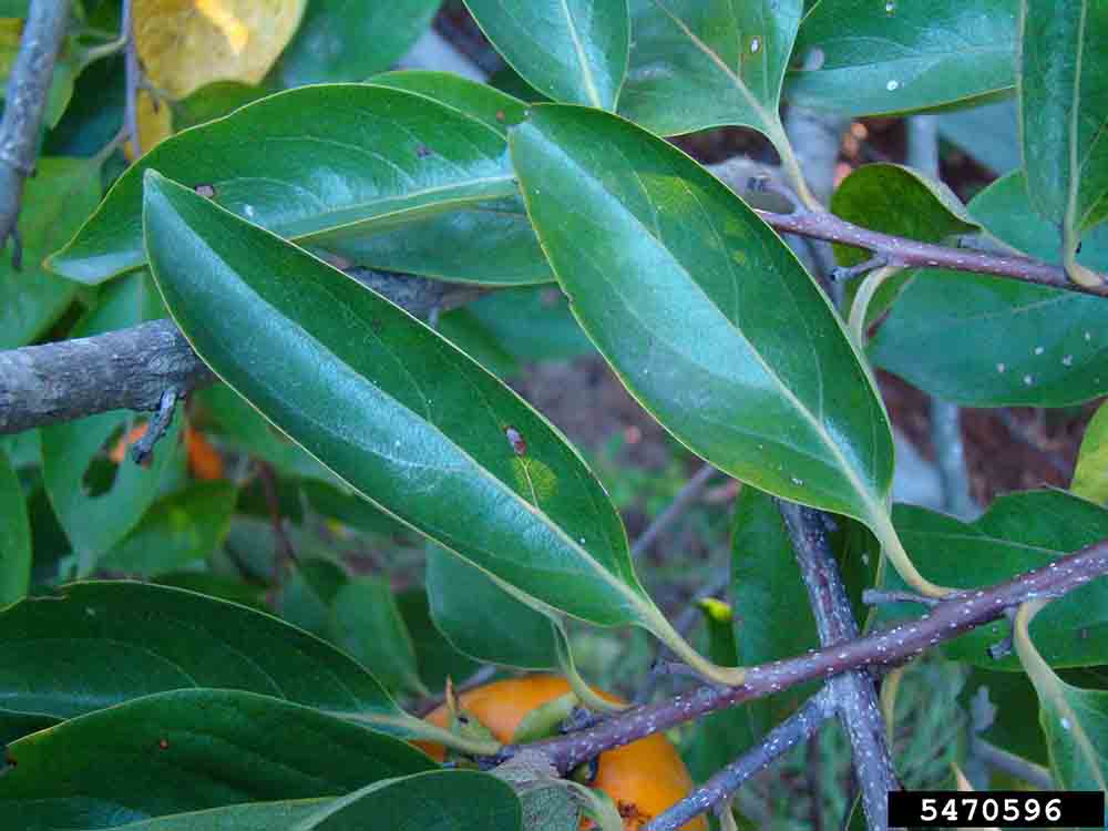 Common persimmon leaves, 4"-6" long, showing margins without teeth