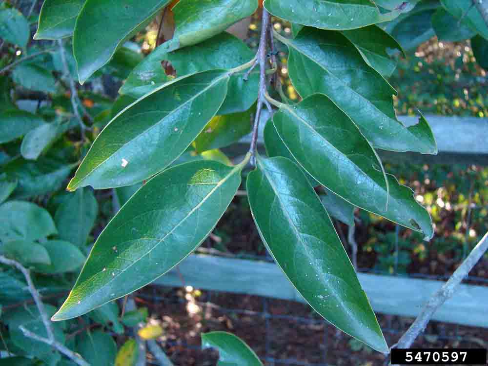 Common persimmon leaves, showing alternate arrangement