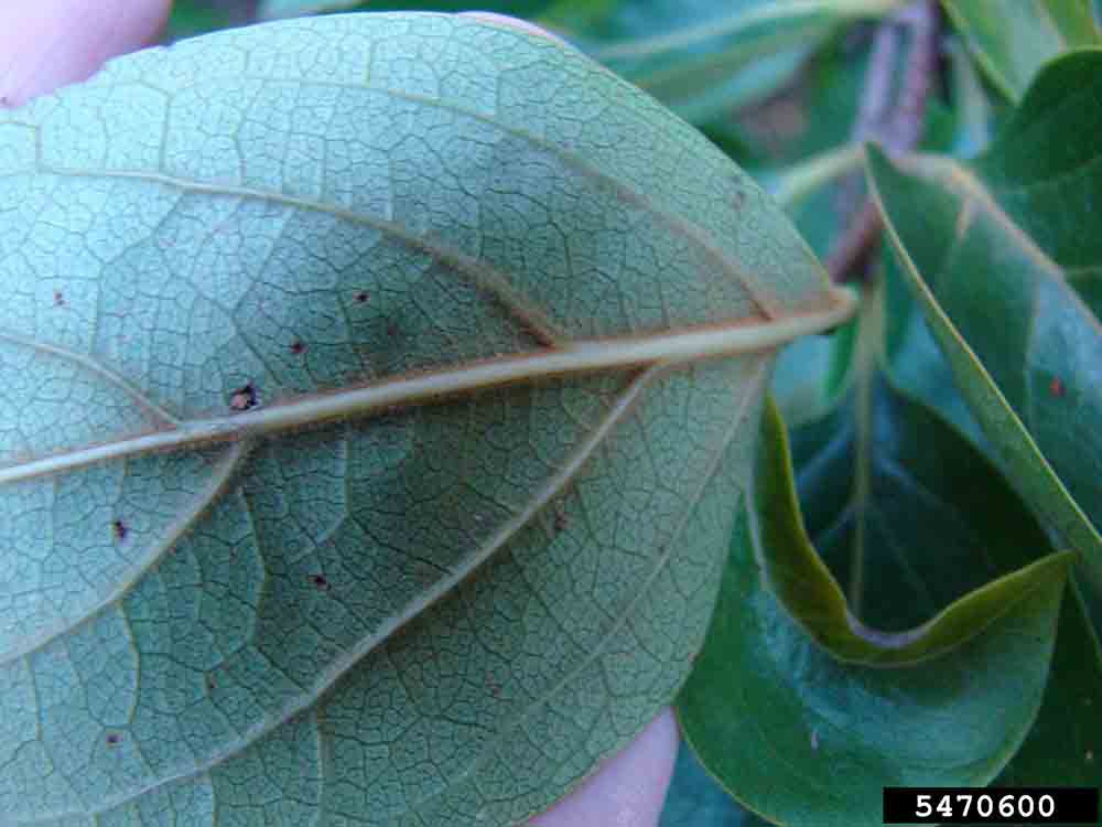 Common persimmon leaf, underside, showing tiny hairs on the midrib