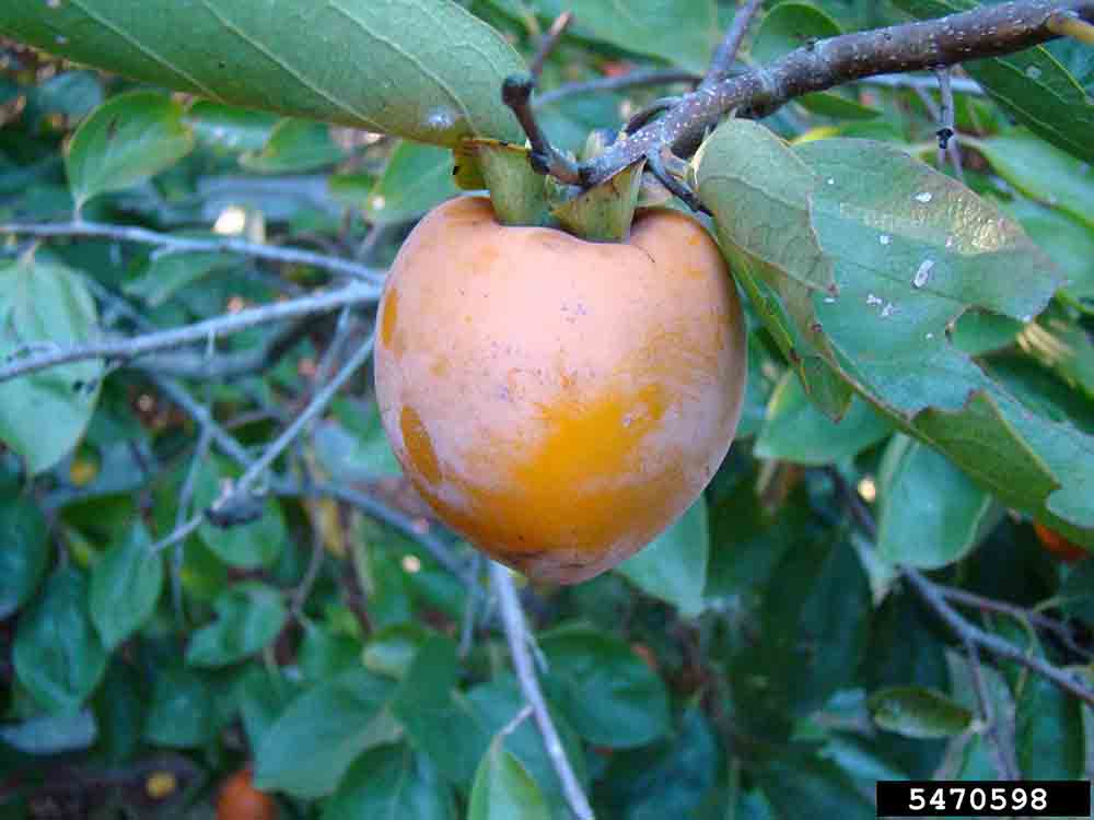 Common persimmon fruit
