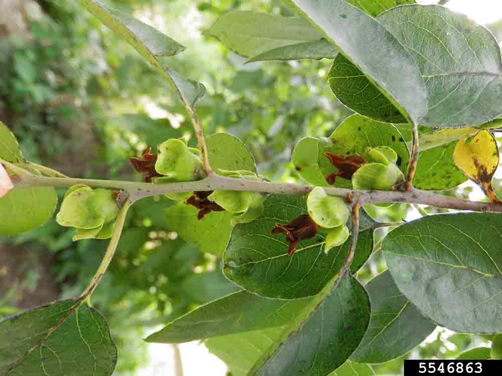 Common persimmon fruit, immature