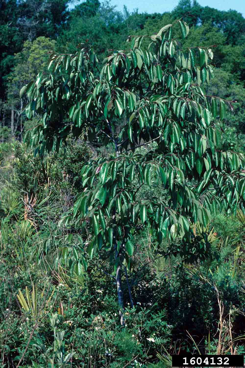 Common persimmon sapling