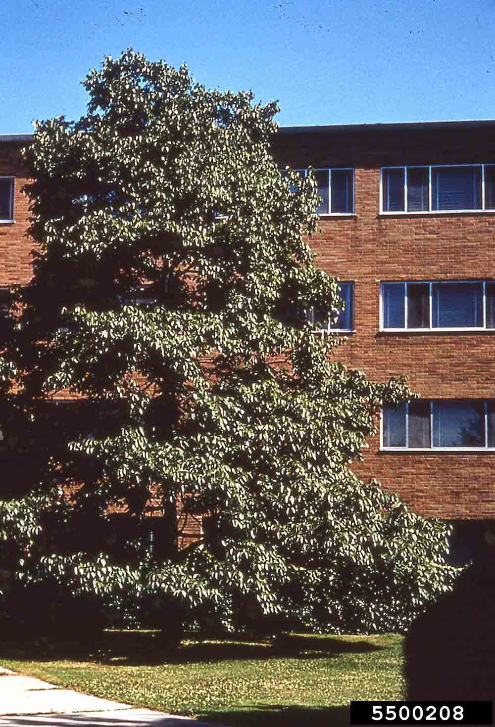 Common persimmon tree