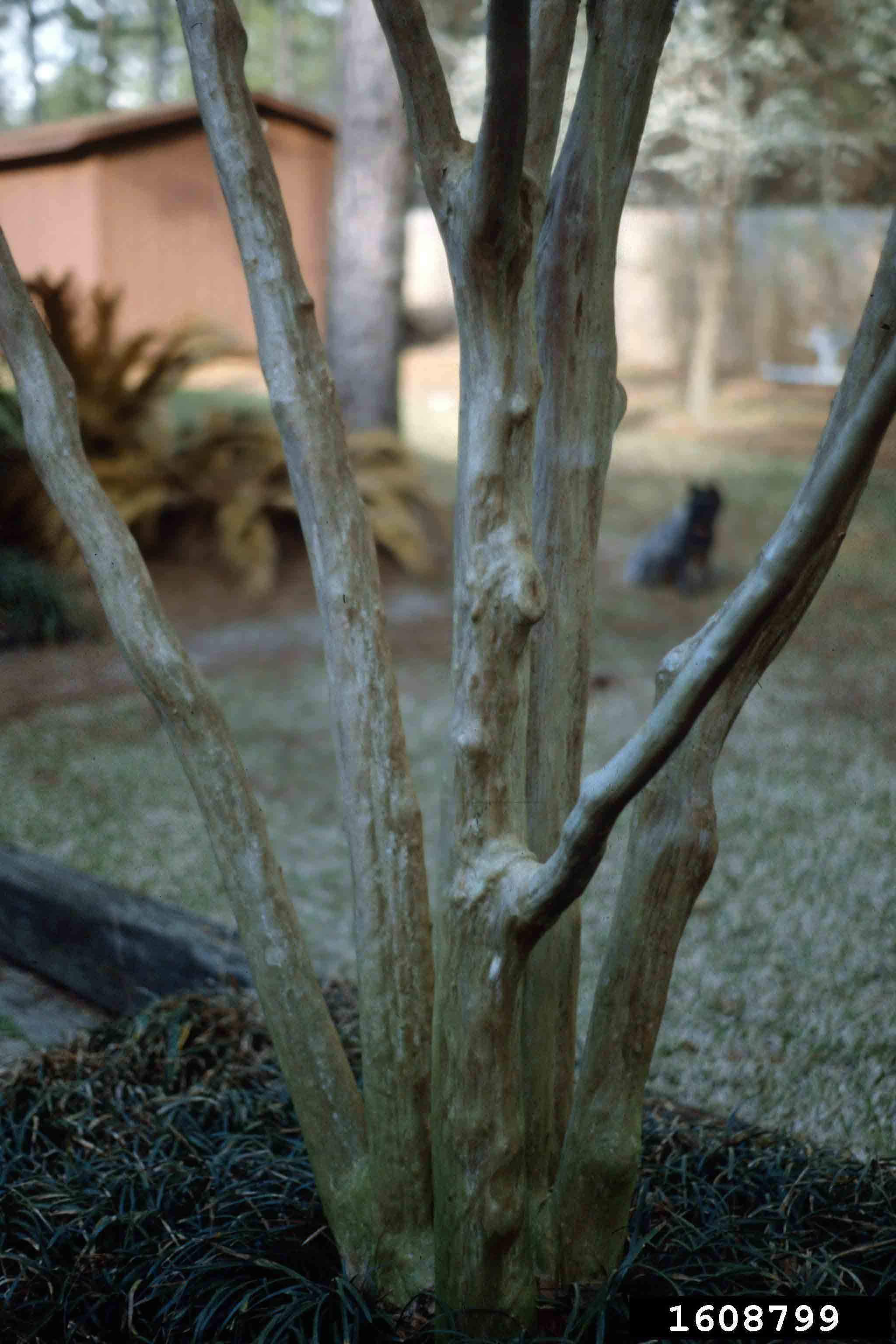 Crape myrtle bark