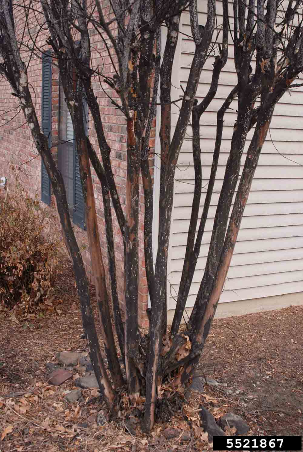 Crape myrtle bark with crape myrtle bark scale insect damage