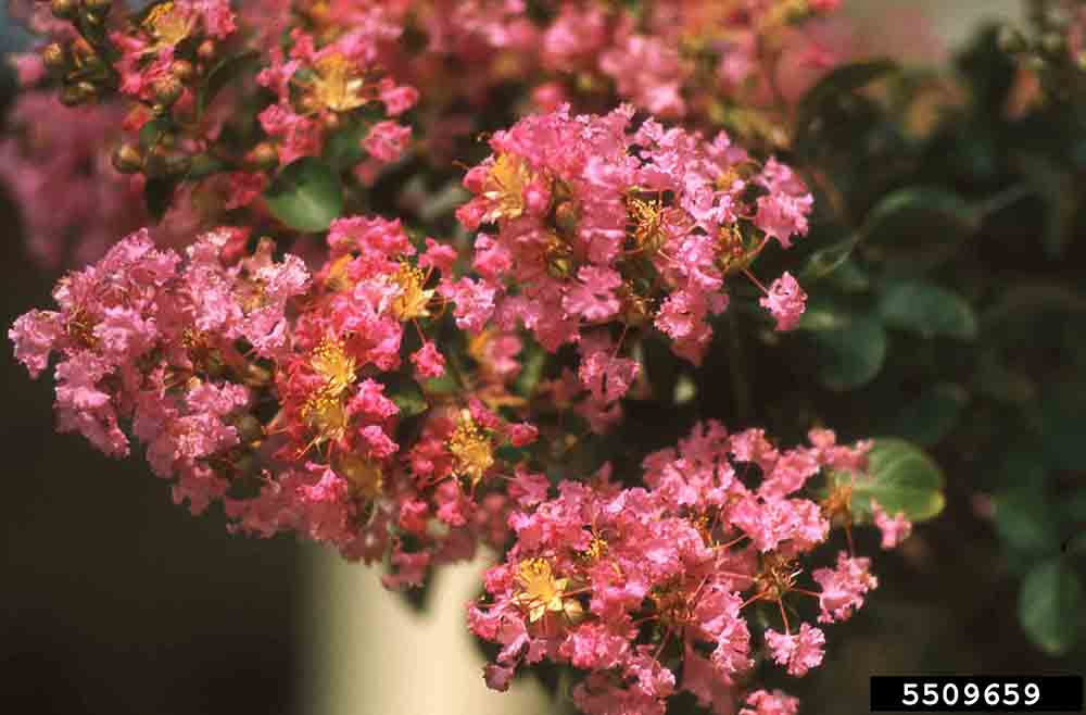Crape myrtle flowers, in panicles