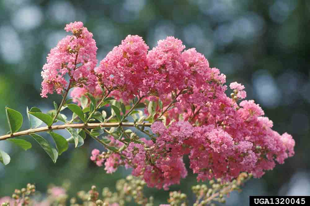 Crape myrtle flowers, in panicle arrangement