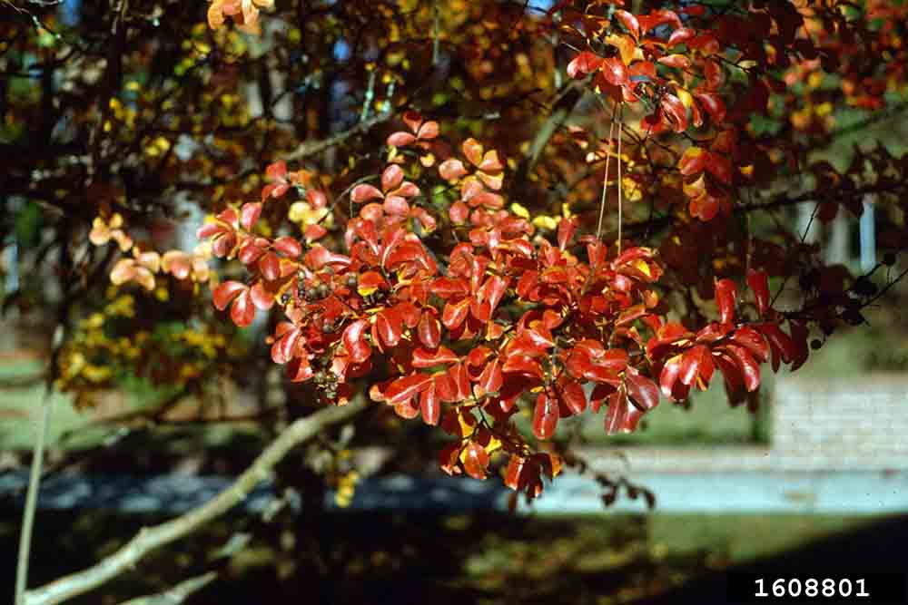 Crape myrtle leaves, fall