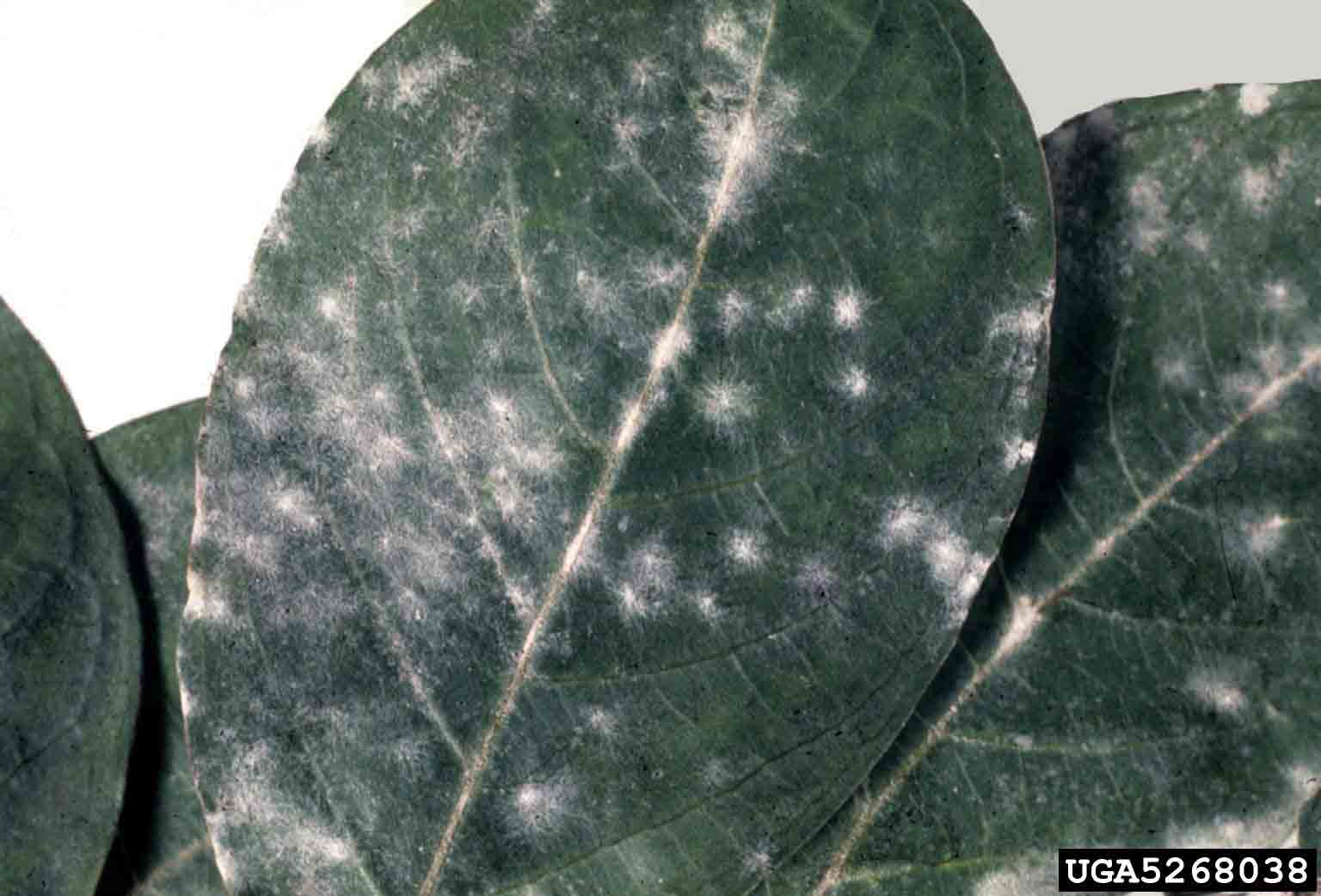 Crape myrtle leaves with powdery mildew