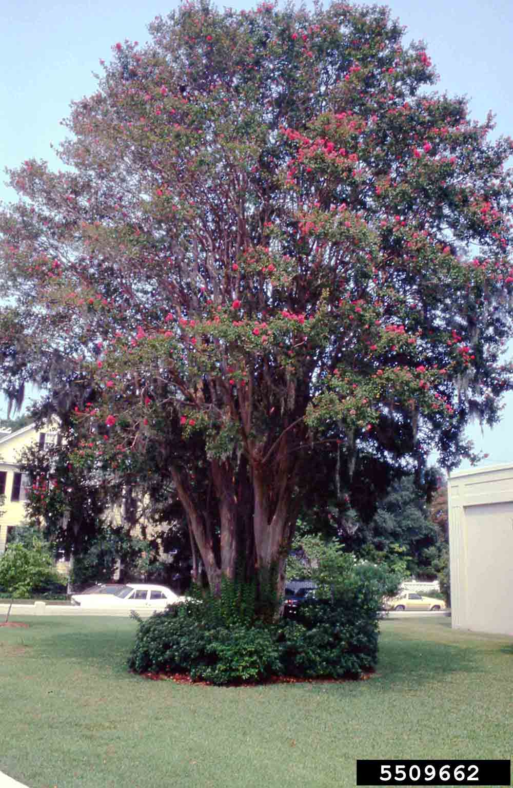 Crape myrtle tree, mature form
