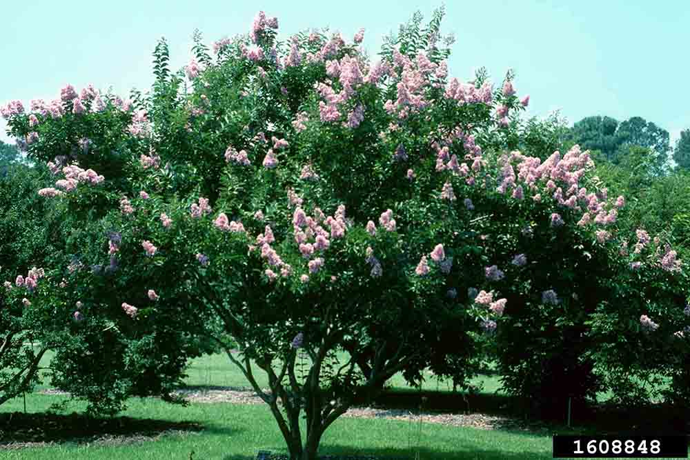 Crape myrtle tree