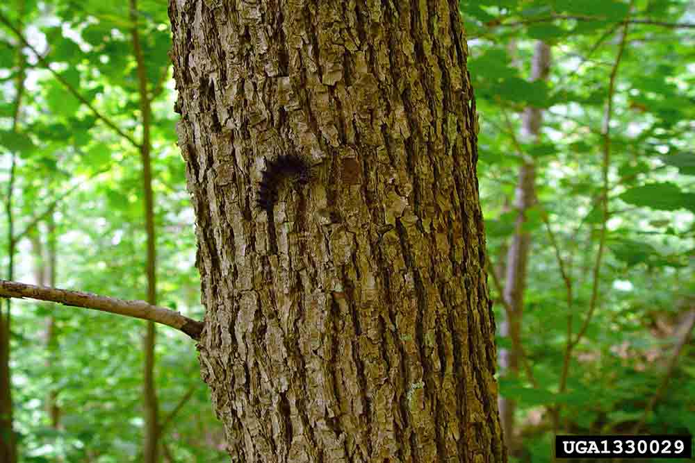 Cucumber tree bark on trunk