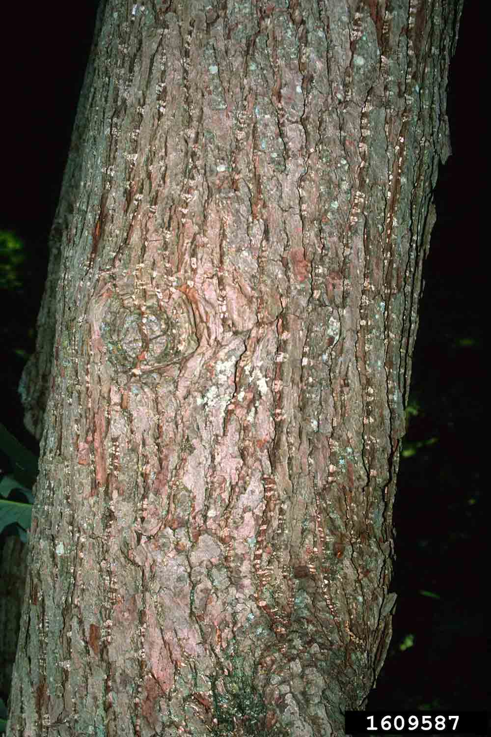 Cucumber tree bark on trunk
