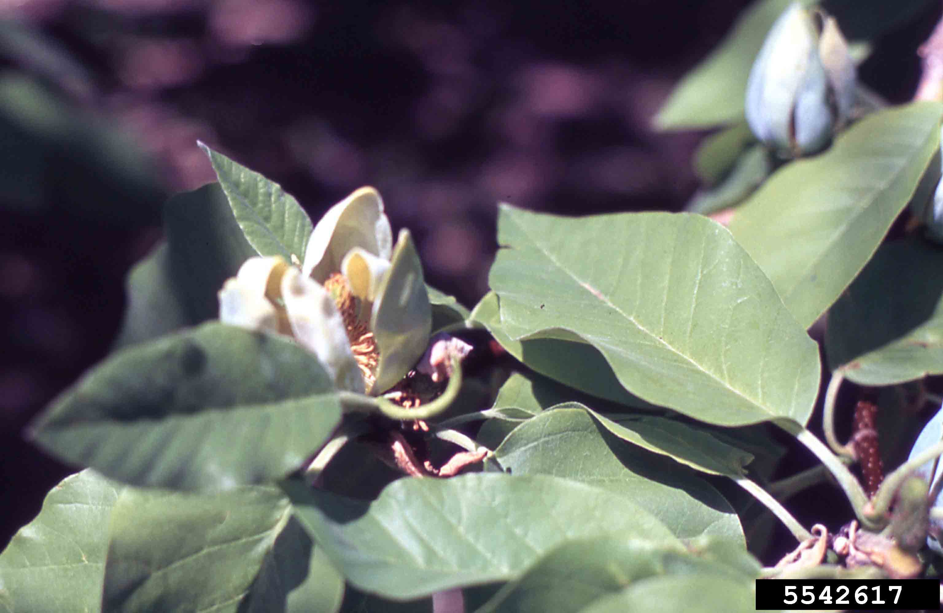 Cucumber tree flower
