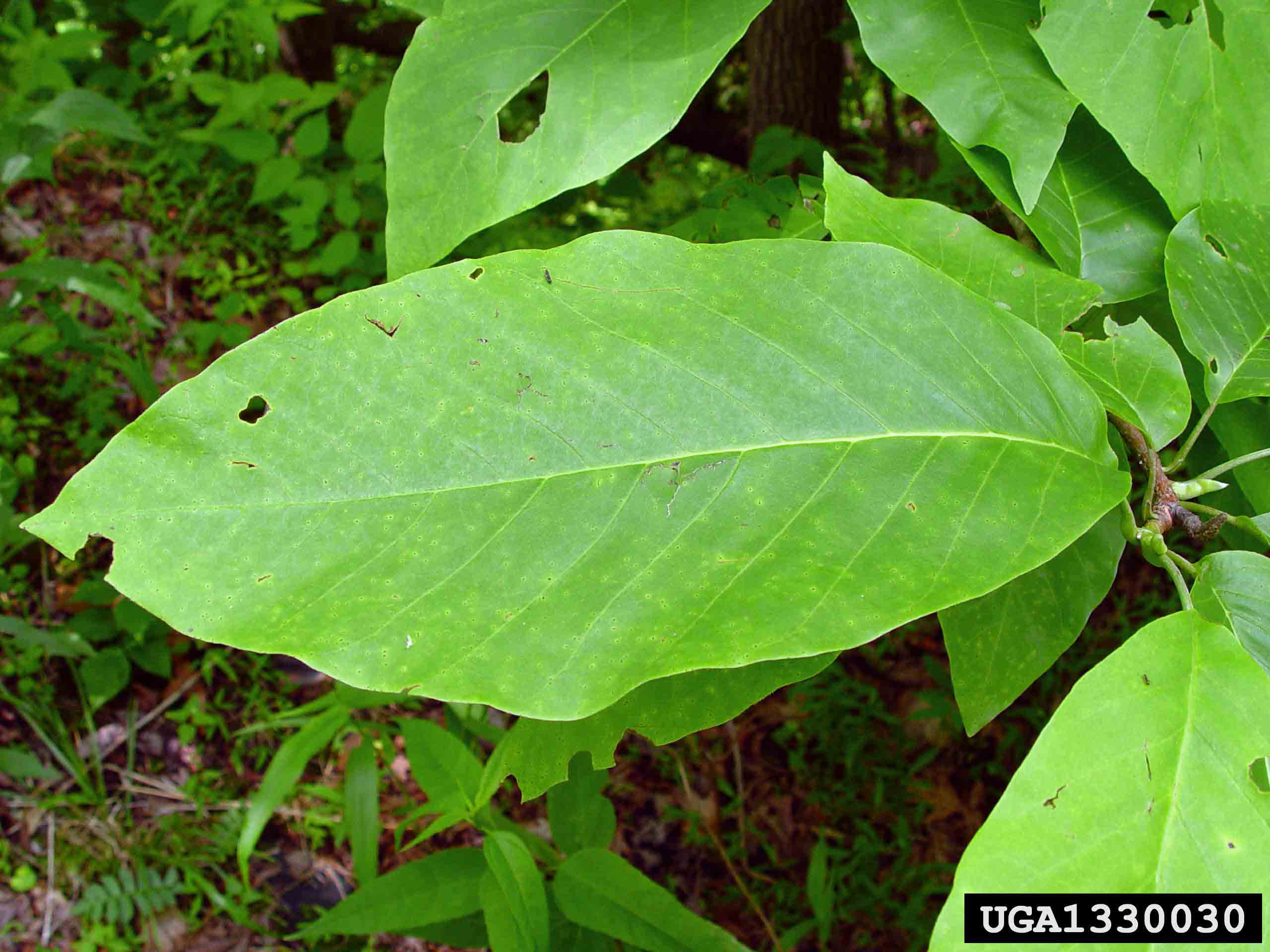Cucumber tree leaf, 6"-10" long