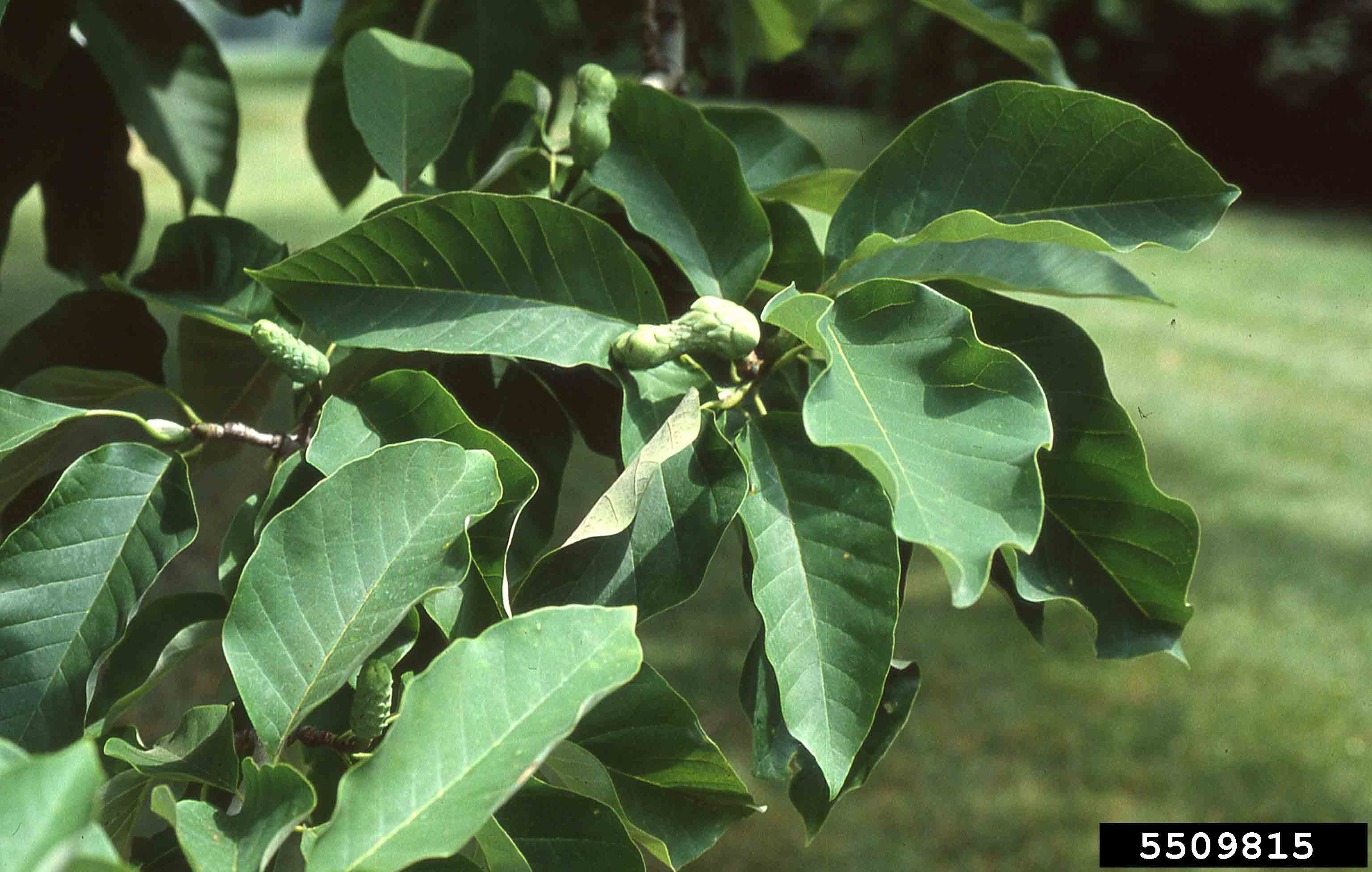 Cucumber tree fruit, somewhat resembling a cucumber