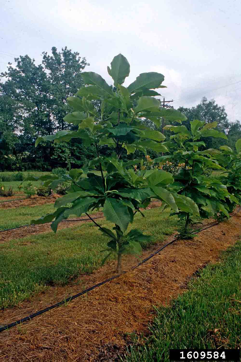 Young cucumber trees