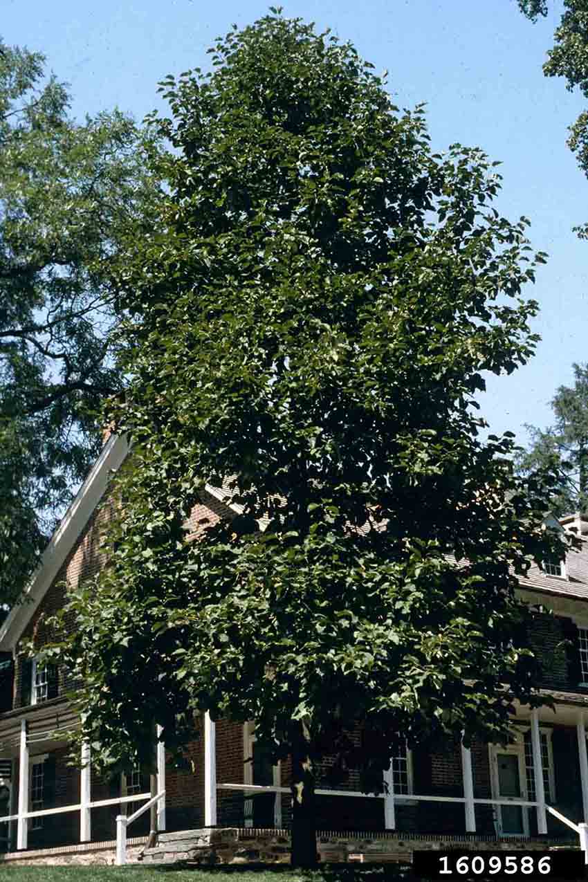 Cucumber tree, summer