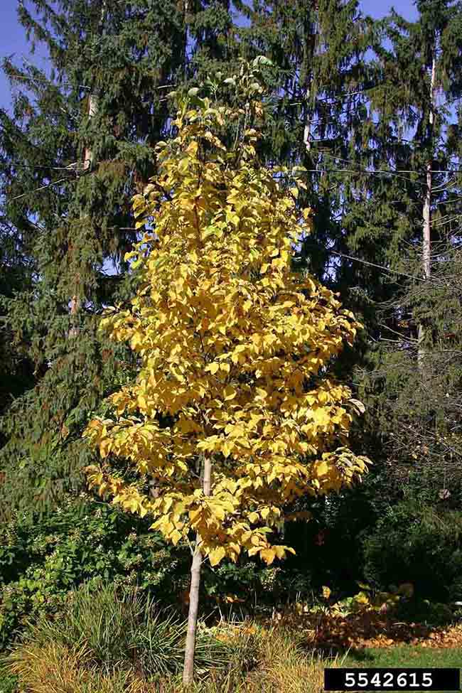 Cucumber tree, fall