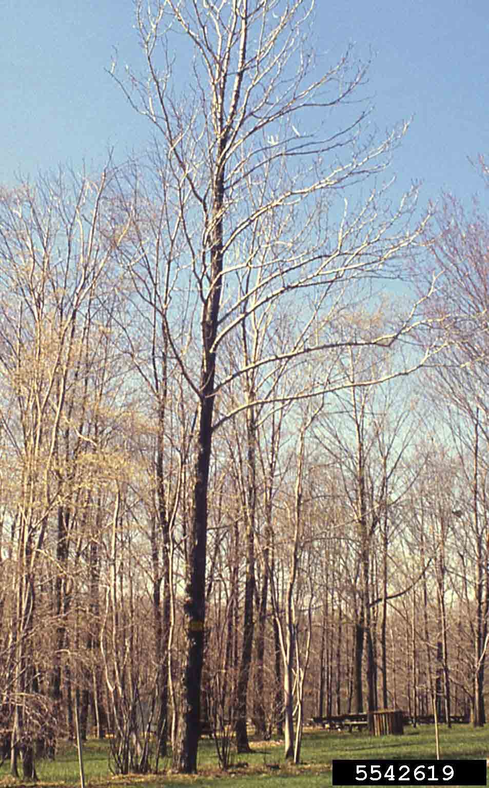 Cucumber tree, winter