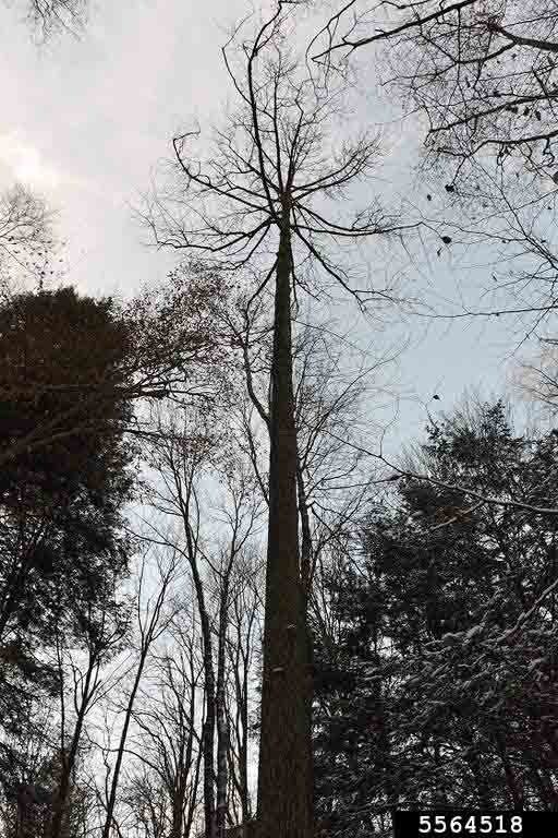 Cucumber tree, winter