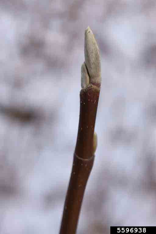 Cucumber tree twig and bud