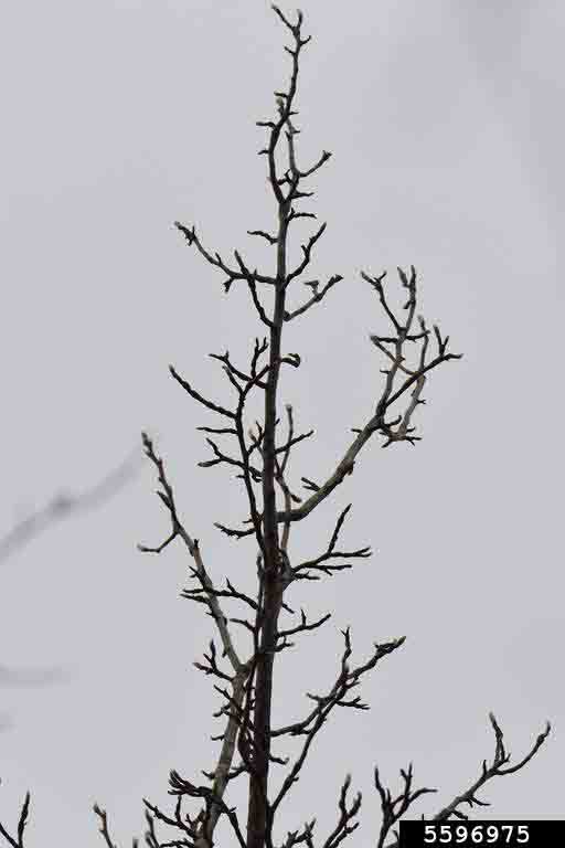 Cucumber tree branch, winter
