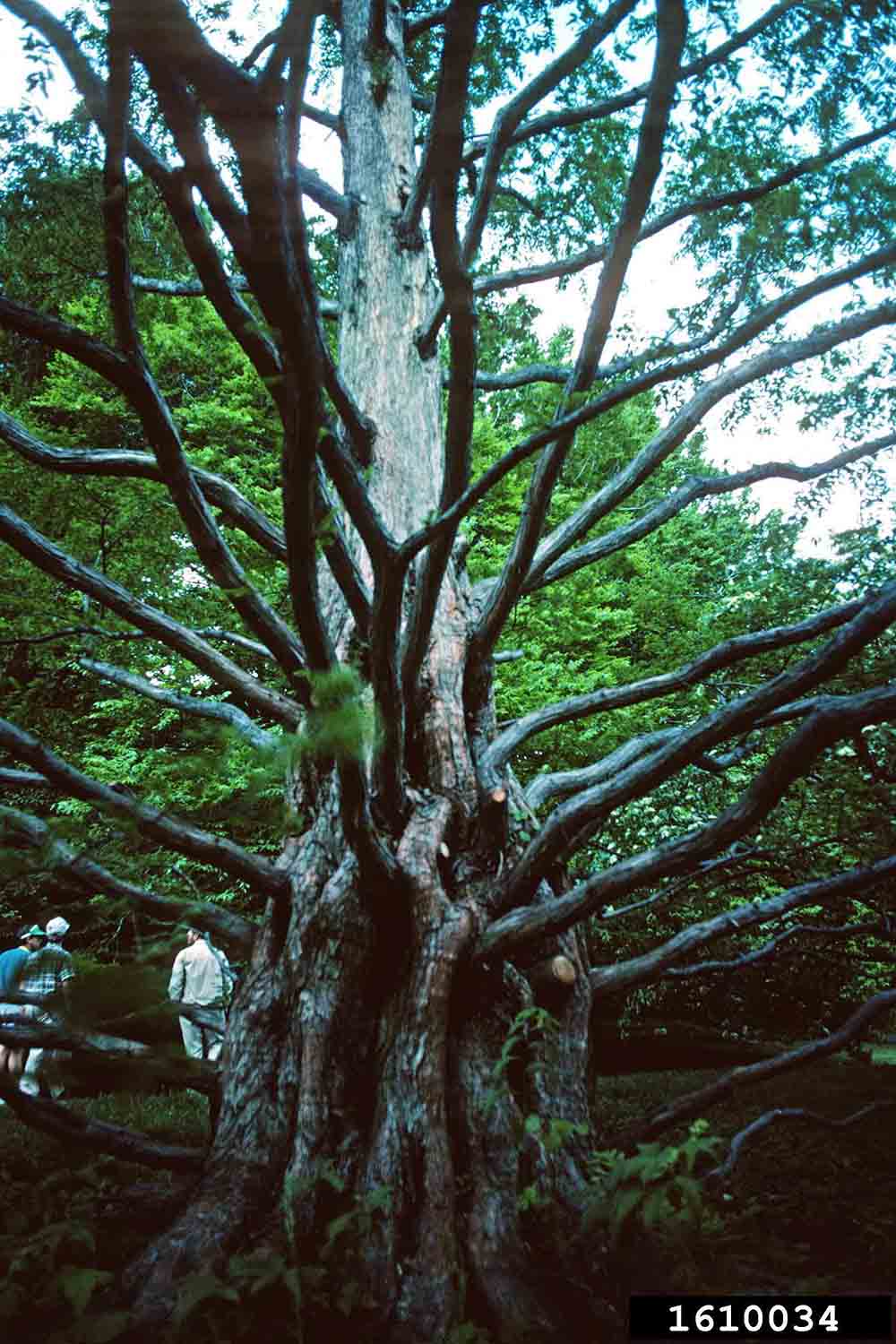 Dawn redwood tree, branching habit