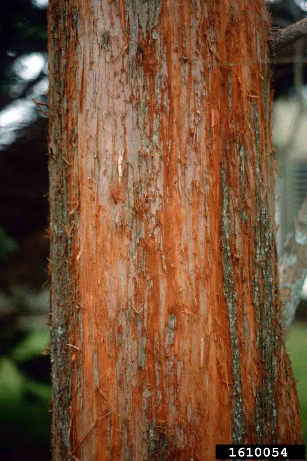 Dawn redwood bark on trunk