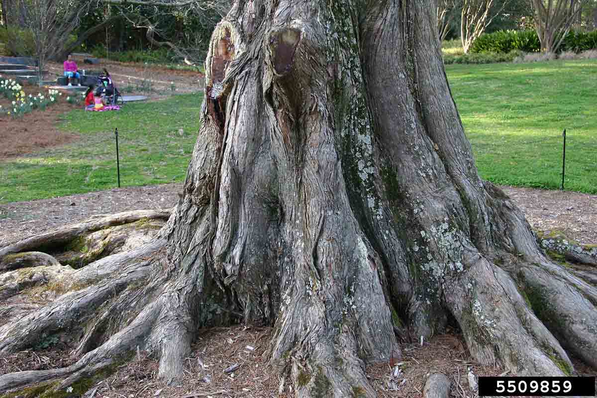 Dawn redwood tree at base