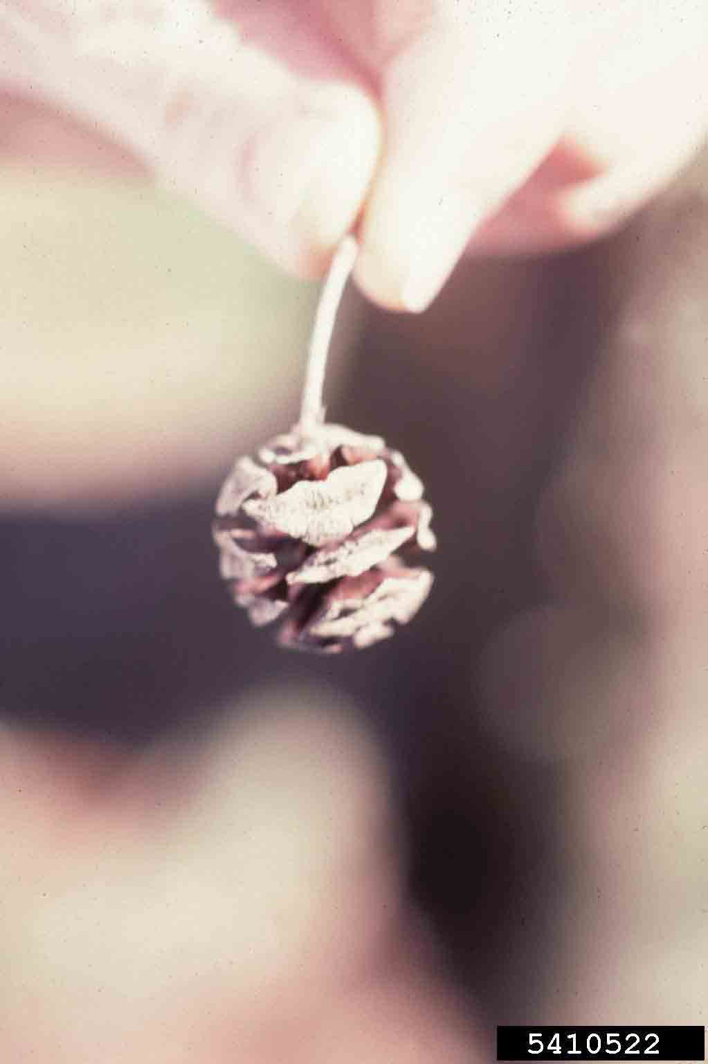 Dawn redwood cone