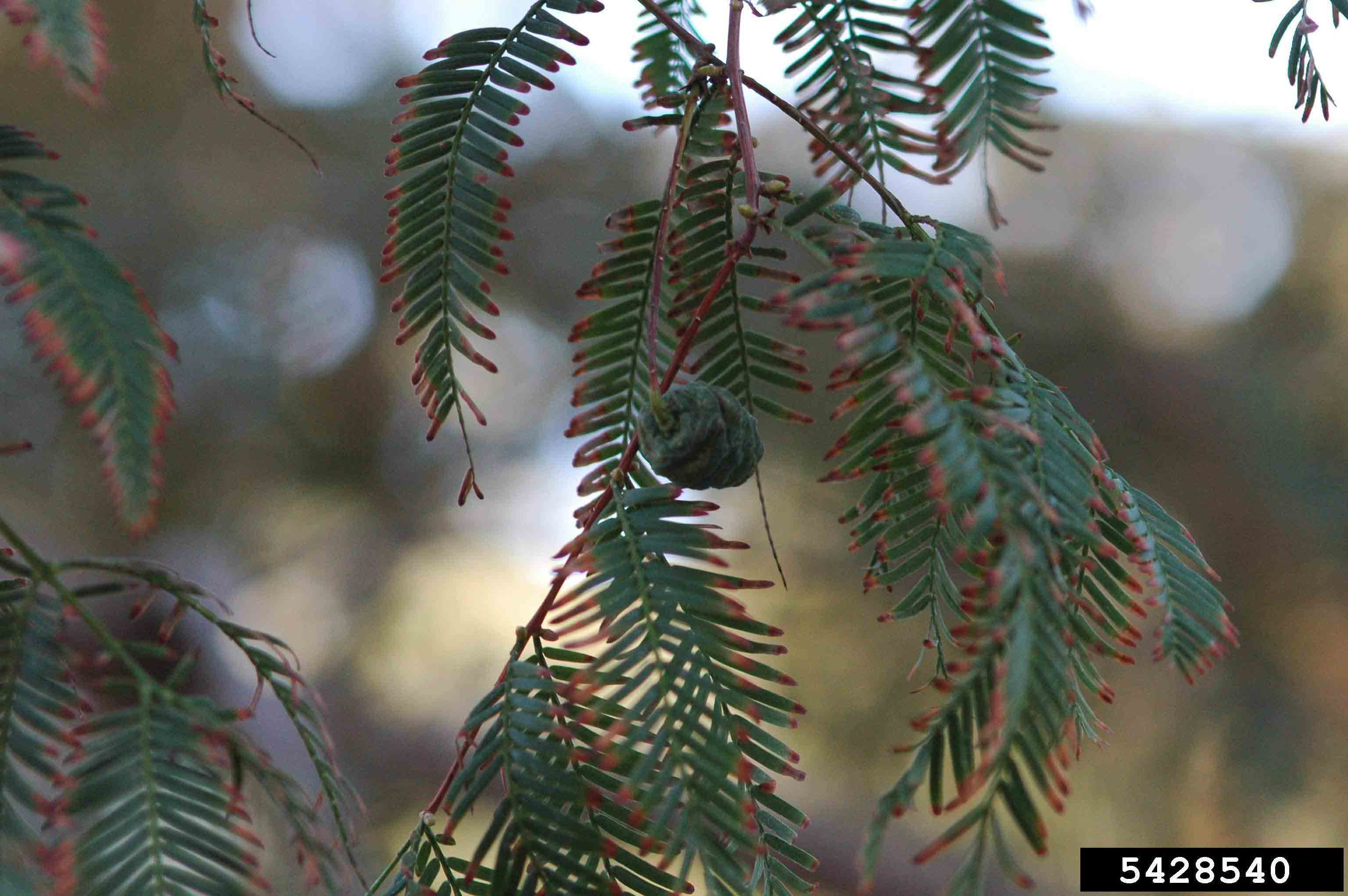 Dawn redwood foliage and cone