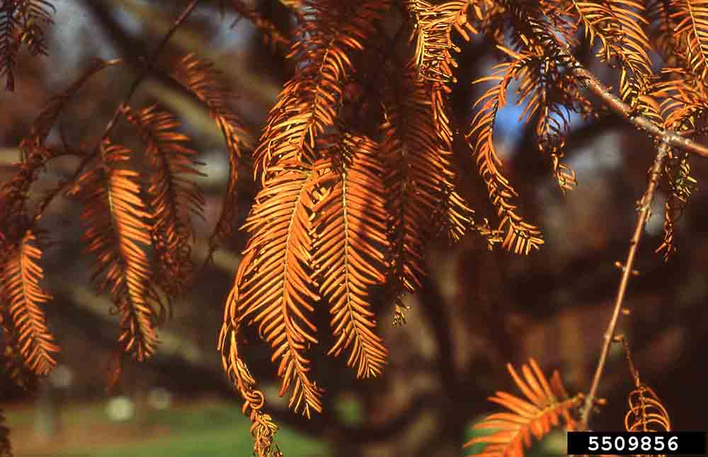 Dawn redwood foliage, fall
