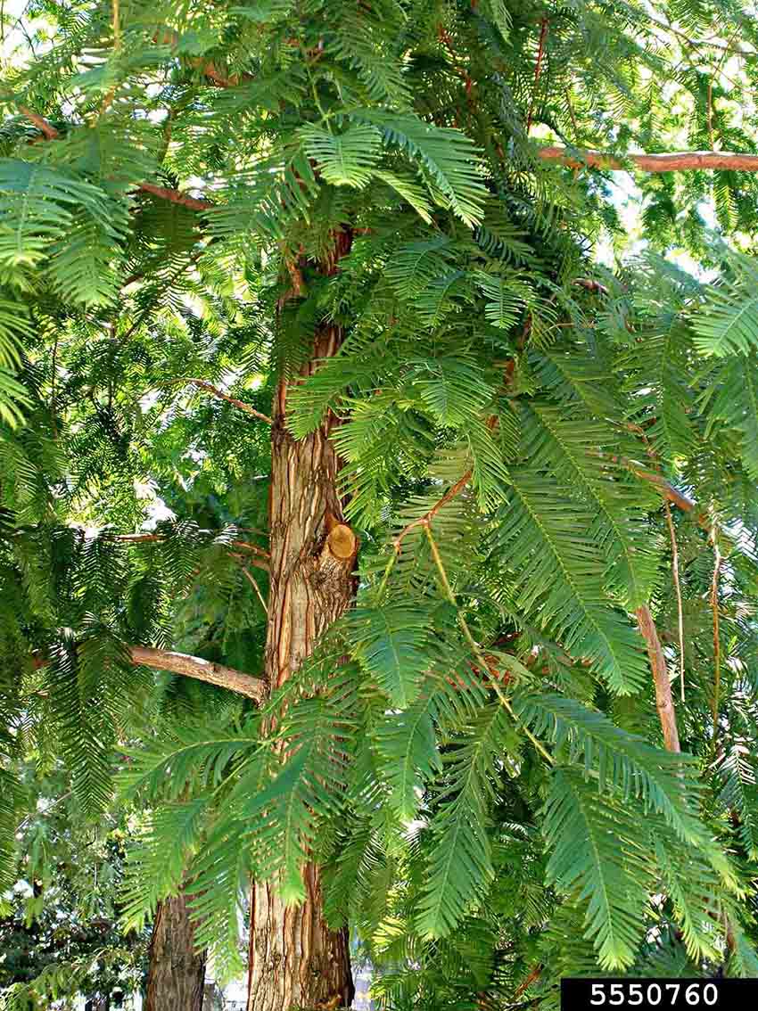 Dawn redwood foliage