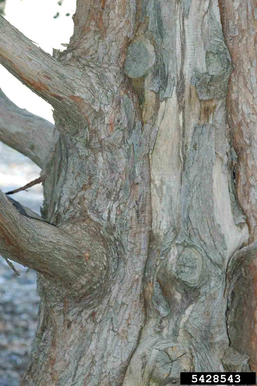 Dawn redwood bark on trunk