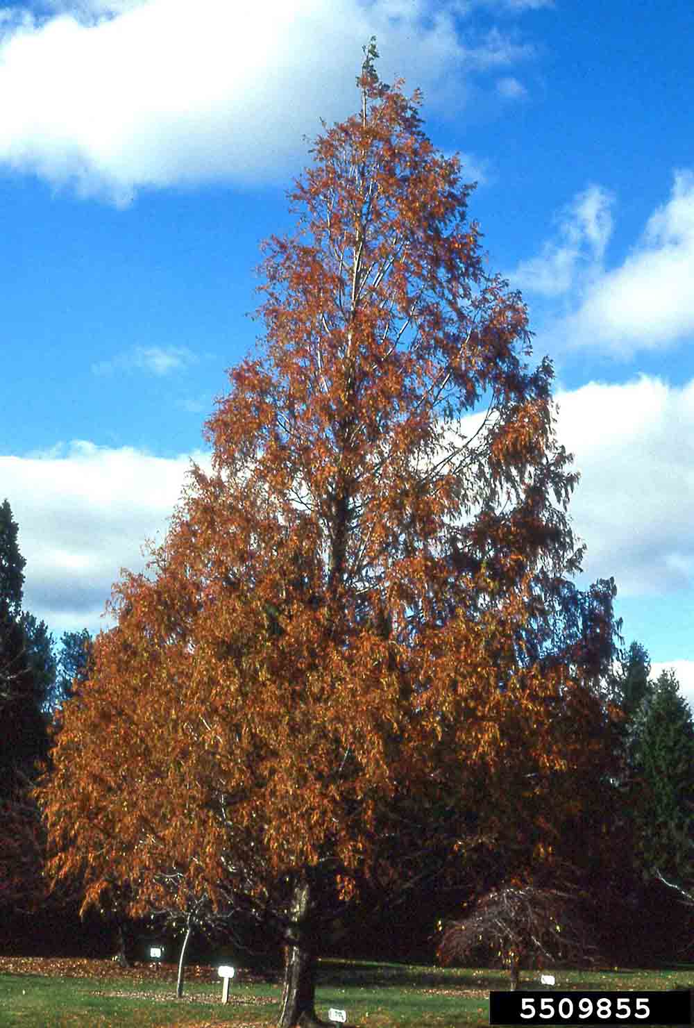Dawn redwood tree, fall