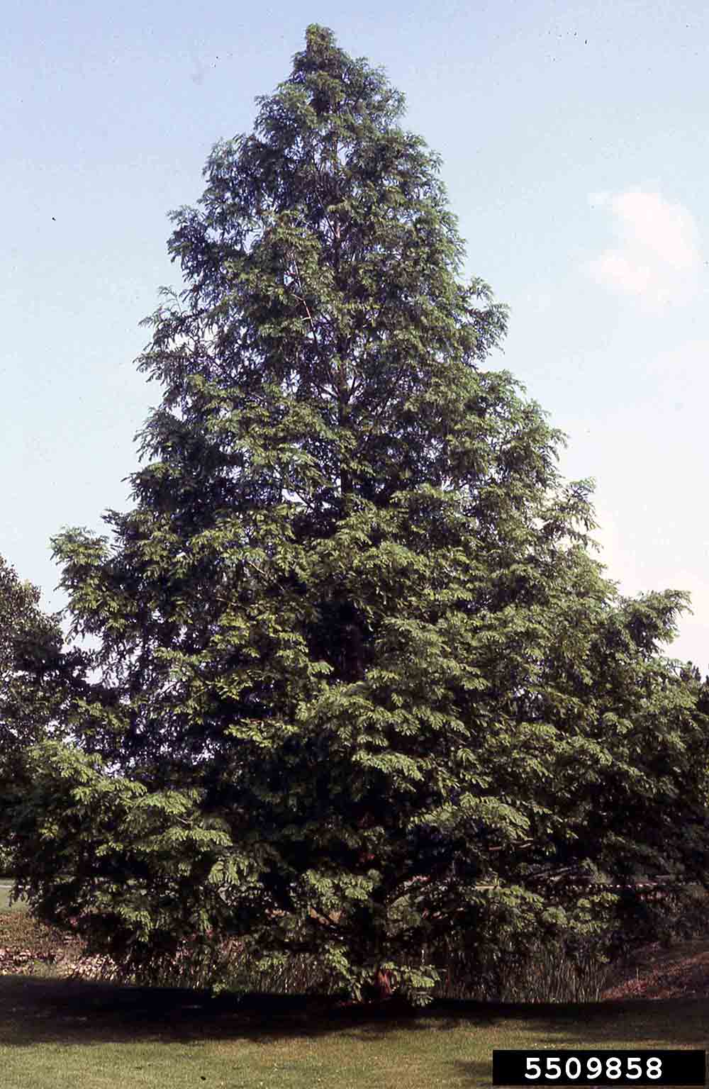 Dawn redwood tree