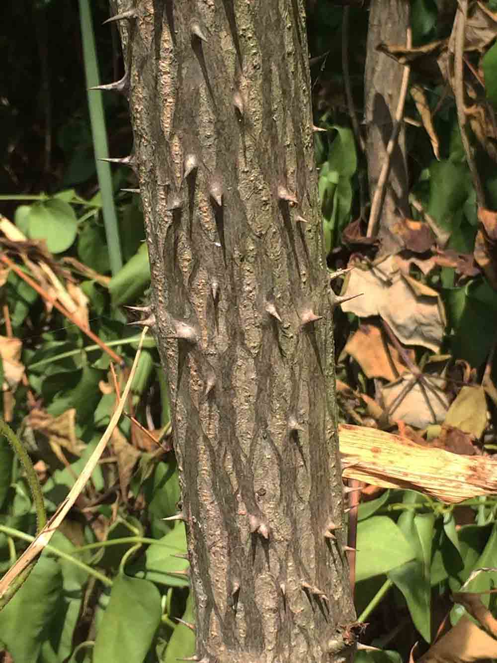 Devil's walking stick bark on trunk
