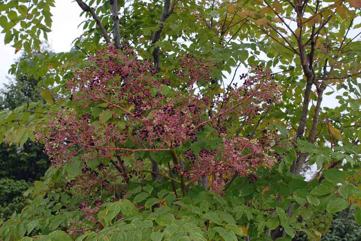 Devil's walking stick fruit