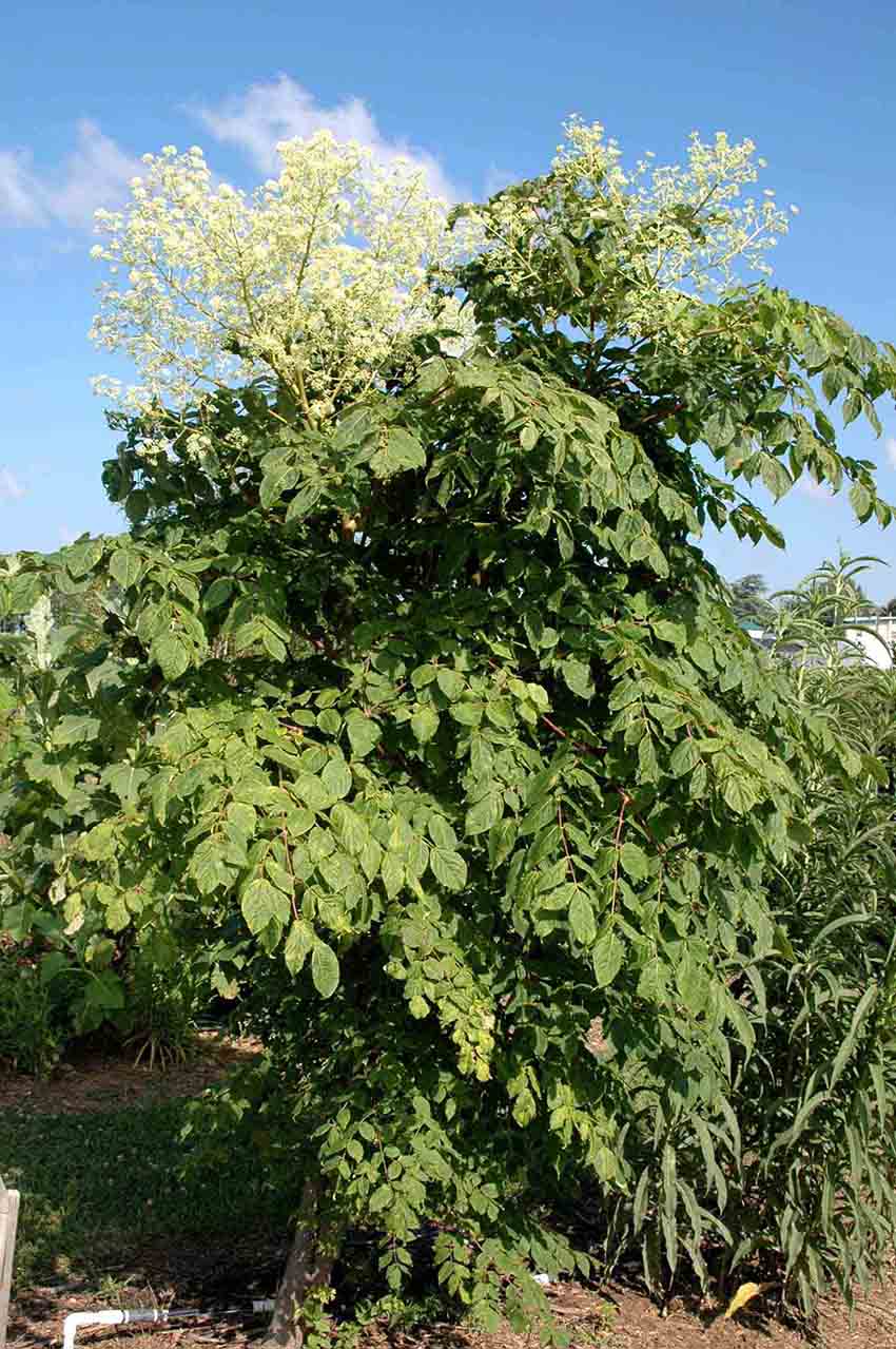Devil's walking stick tree