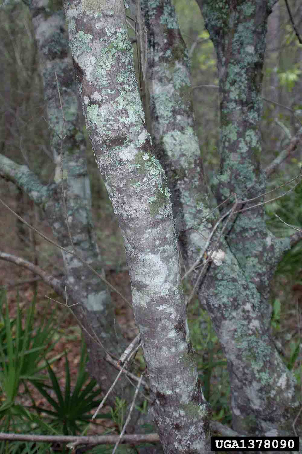 Devilwood bark on trunk