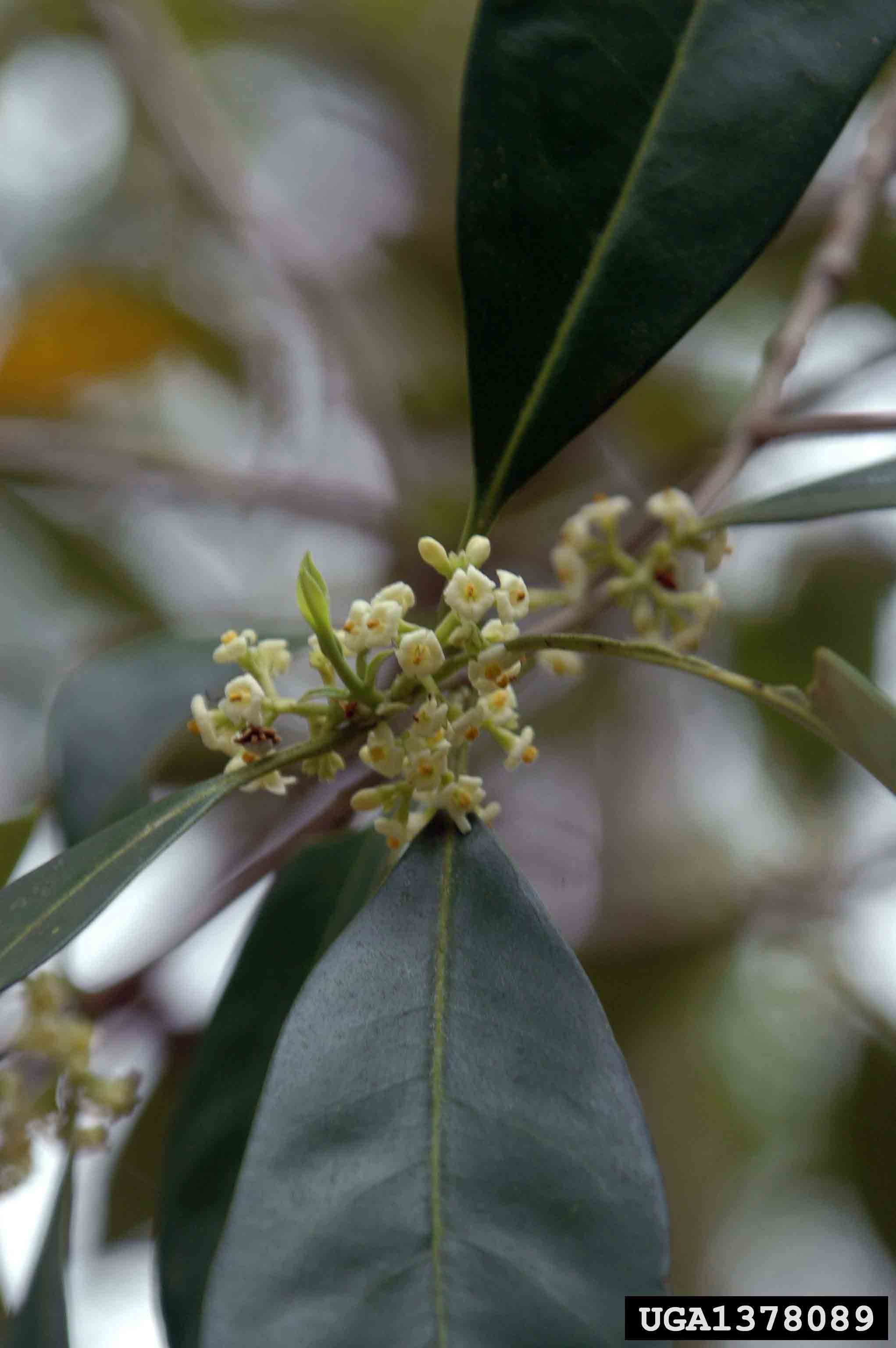 Devilwood flowers