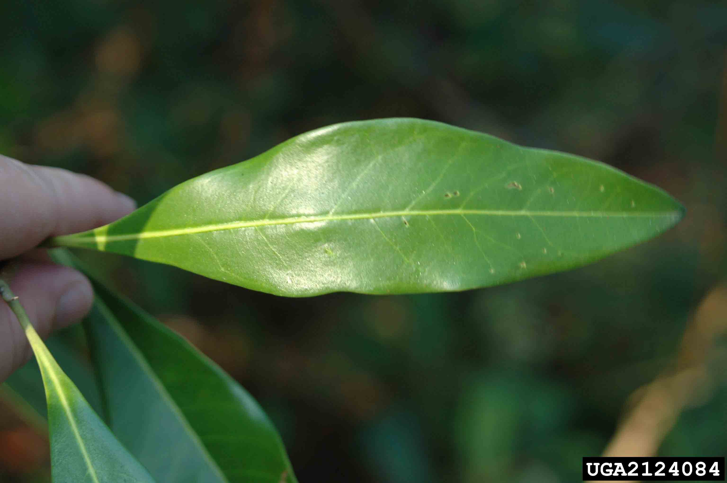 Devilwood leaf, 2.5"-4" long, with smooth margins