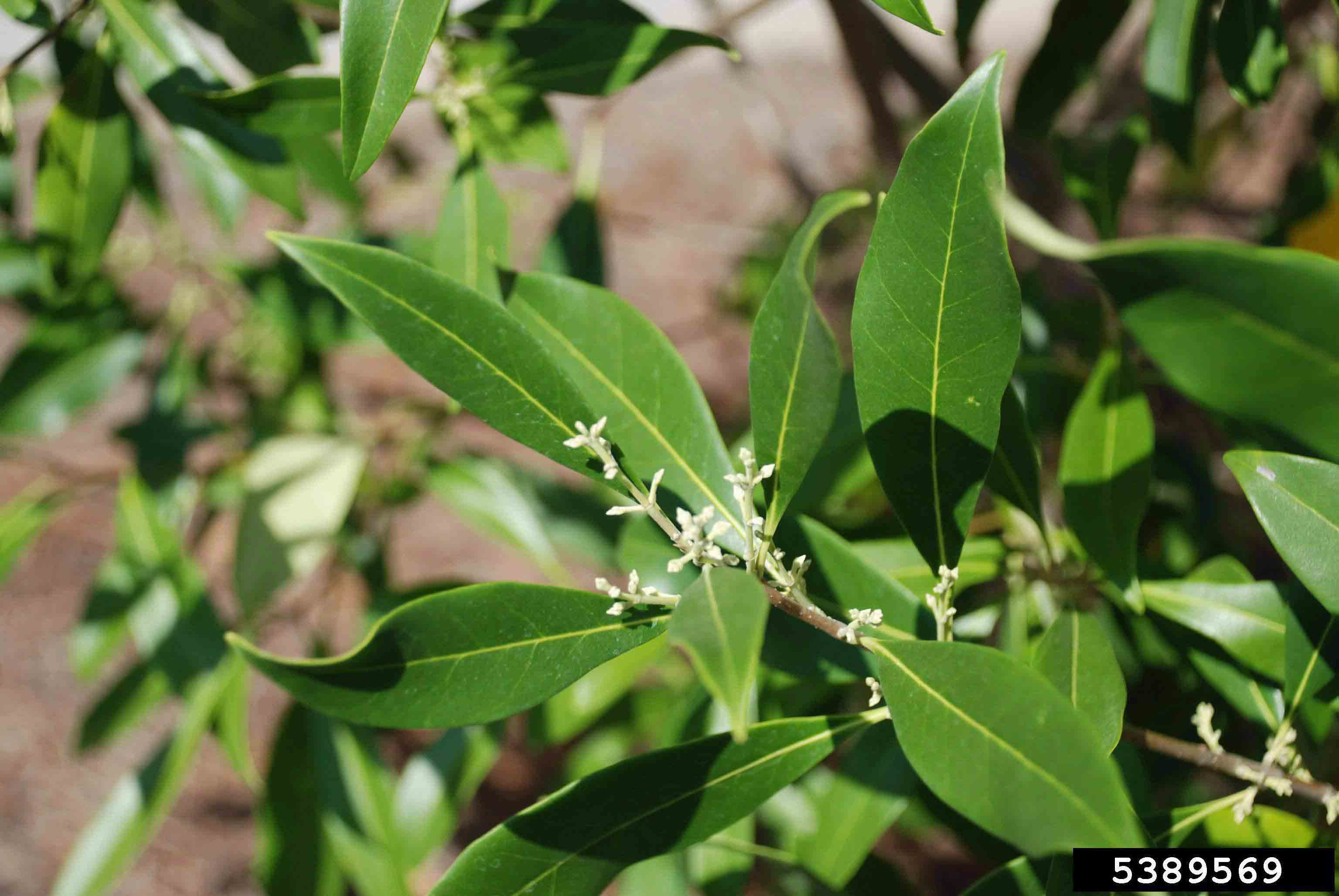 Devilwood flowers and foliage
