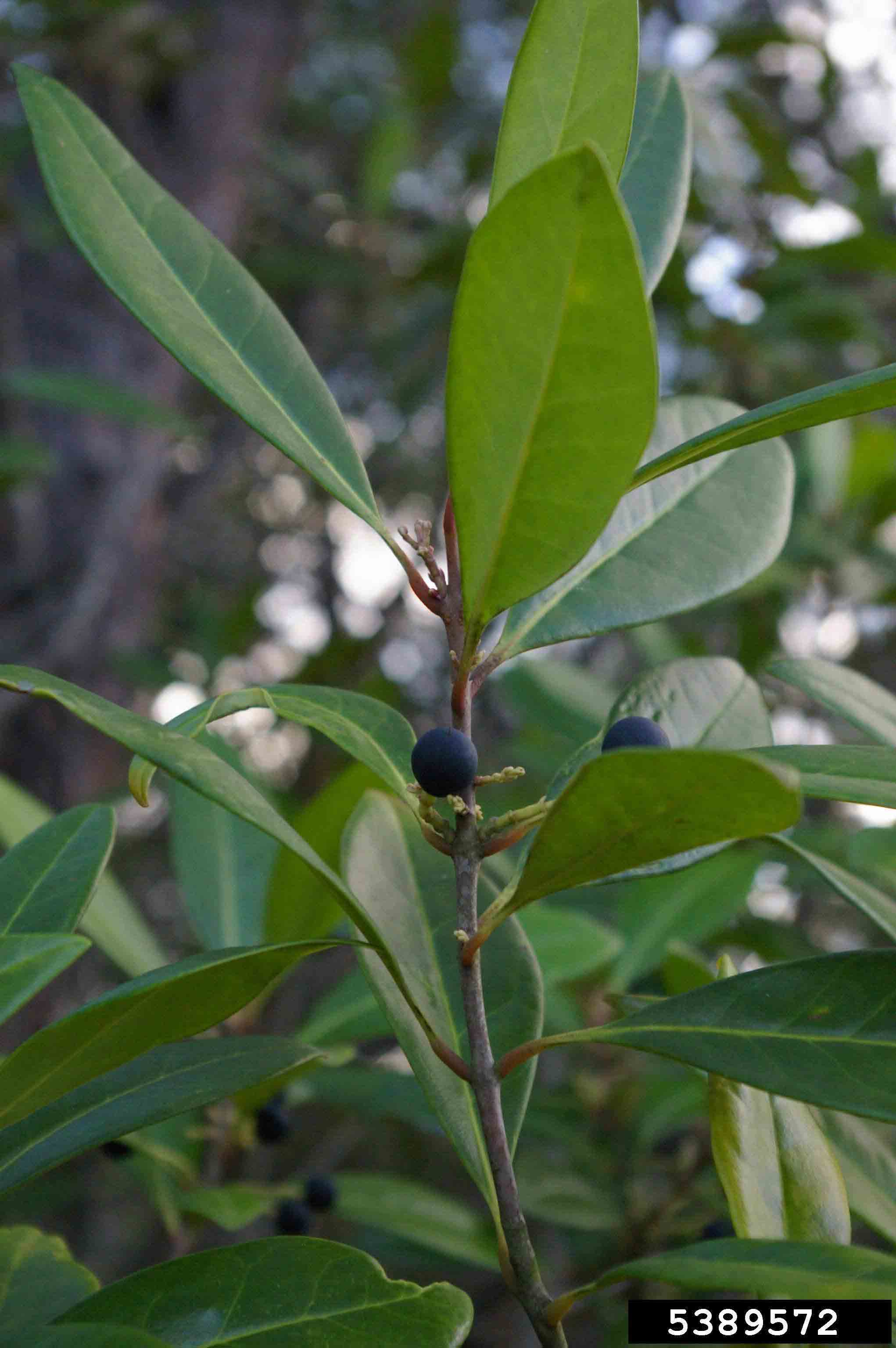 Devilwood leaves, showing oppposite arrangement