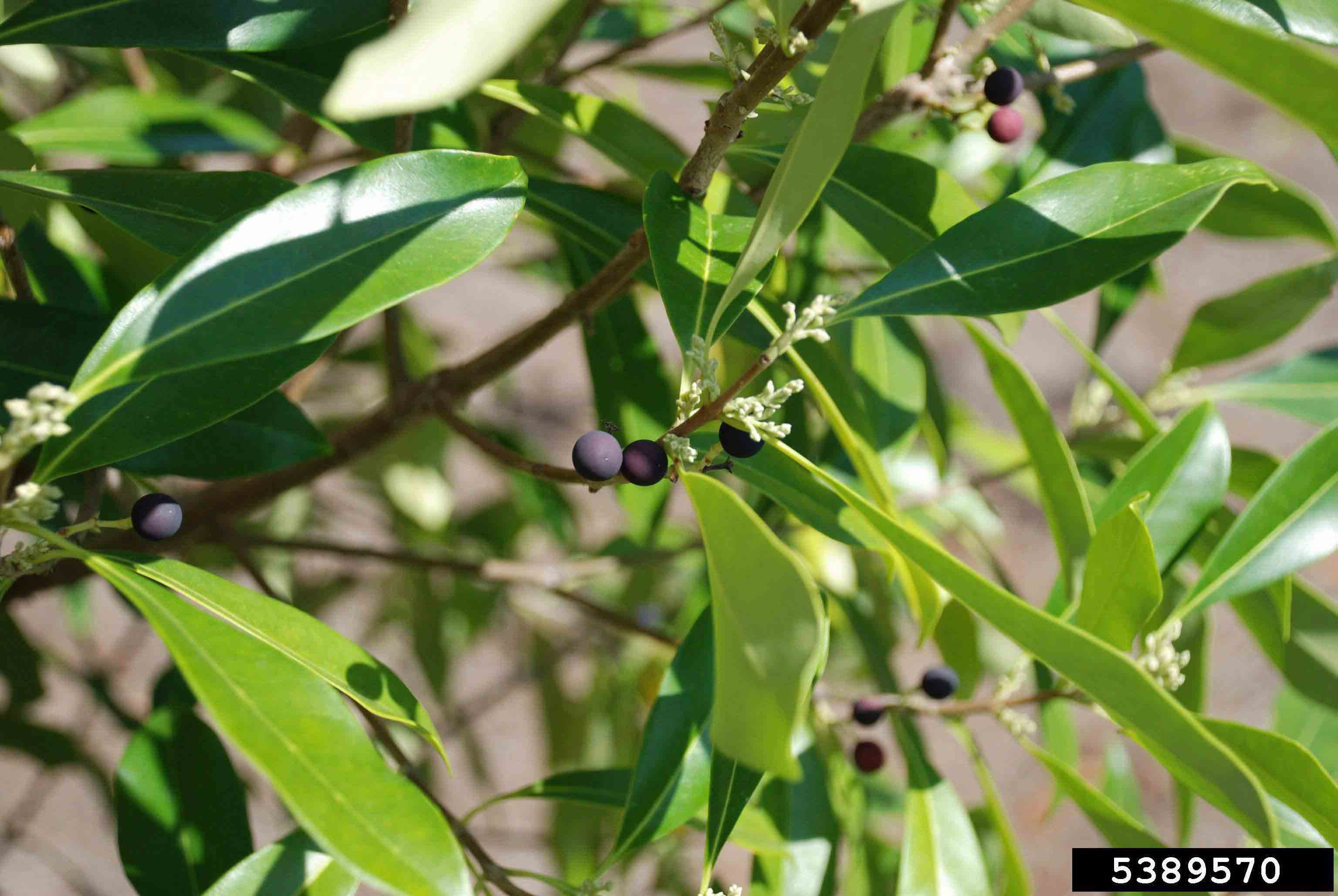Devilwood fruit and foliage