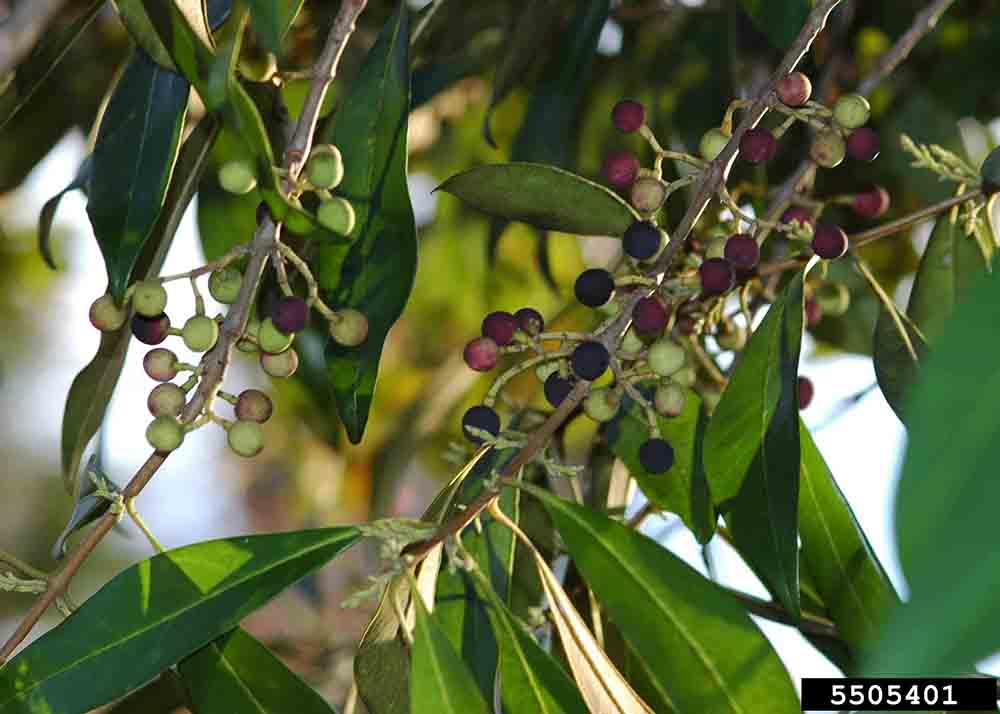 Devilwood fruit
