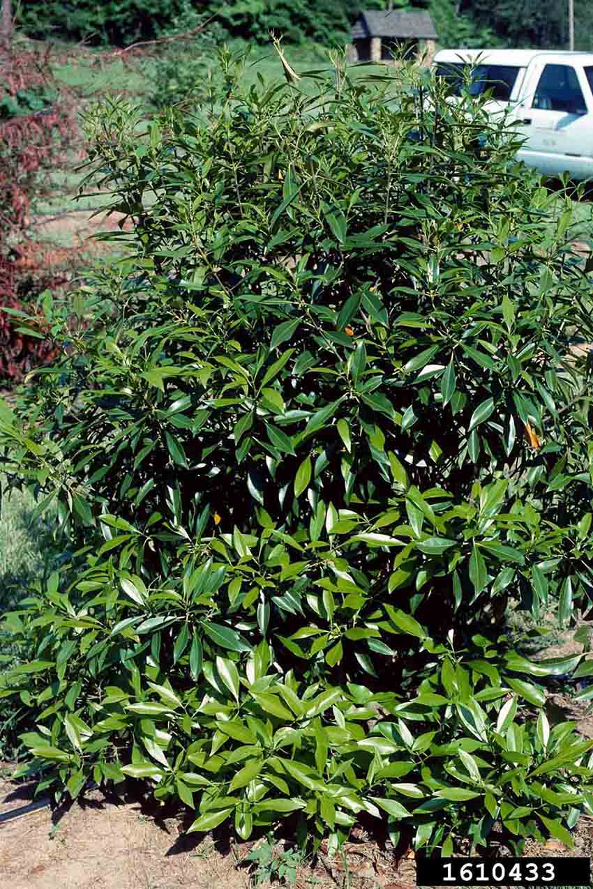 Devilwood sapling